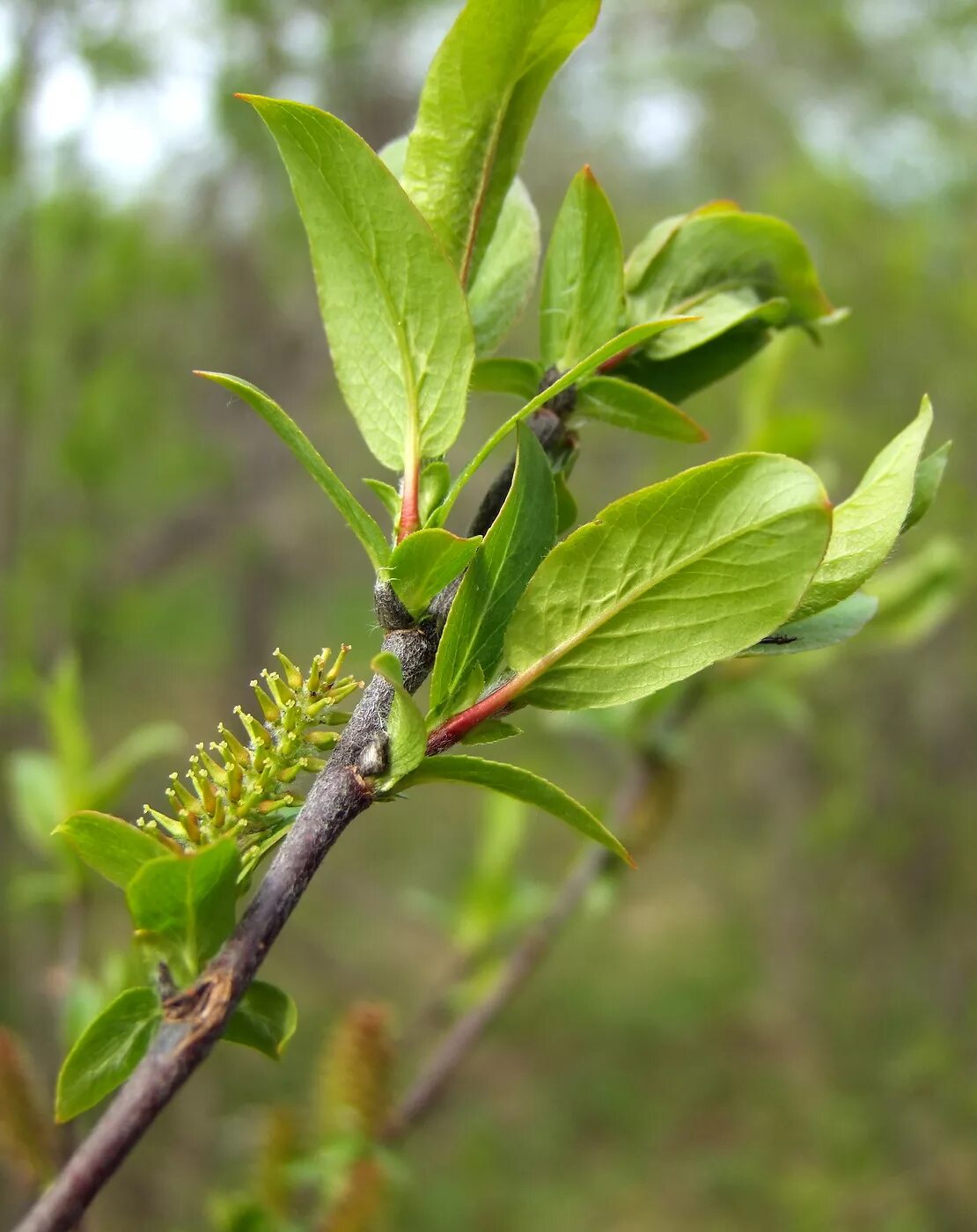 Ива волчниковая Salix daphnoides. Ива копьевидная. Salix hastata. Ива деревцевидная.