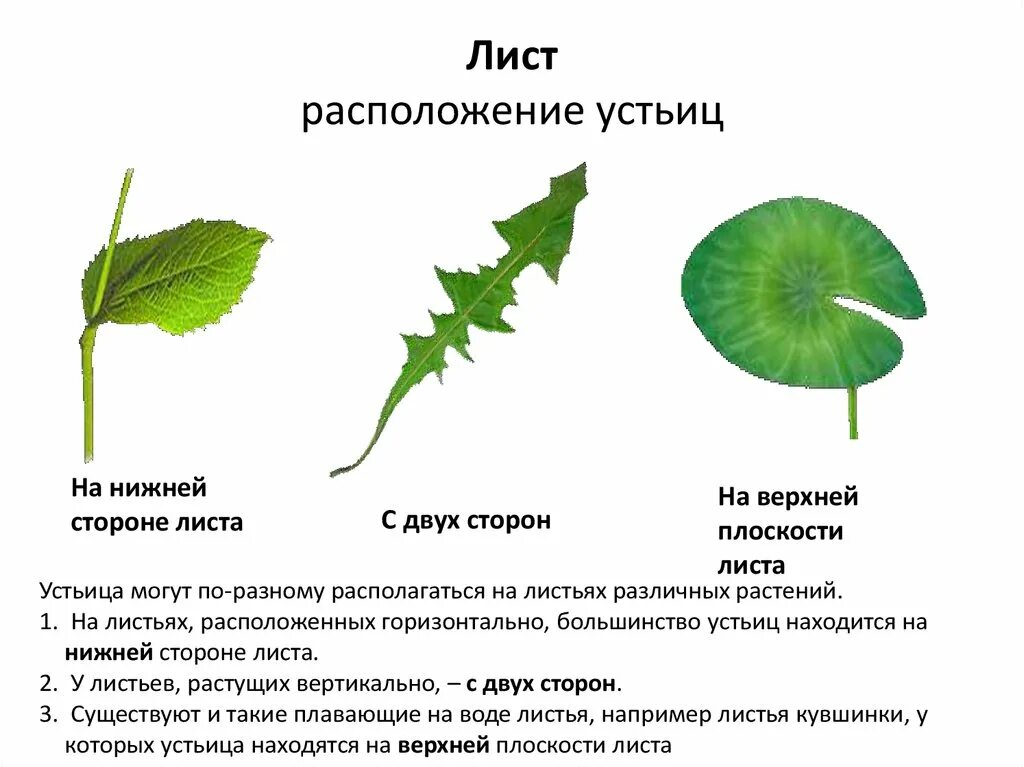 У водных растений устьица расположены на верхней стороне листа. Устьица на верхней и нижней стороне листа. Листья растений. Устьица у растений это. Местоположения растений