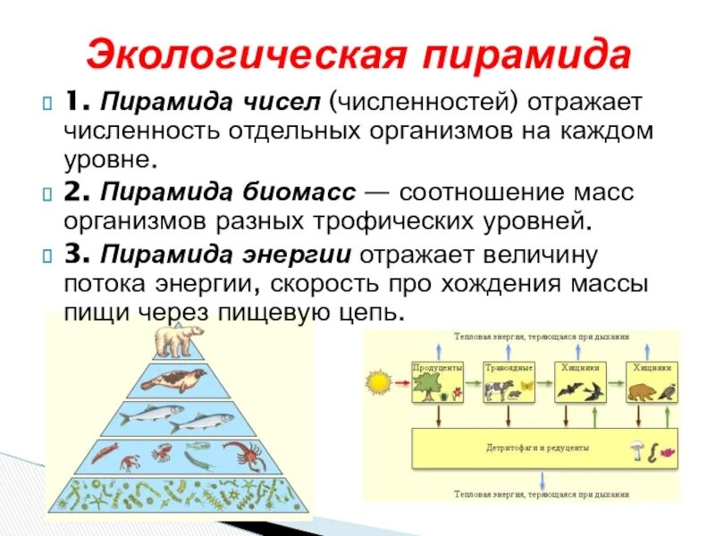 Экологические пирамиды пирамида биомасс. Пирамида биомассы смешанного леса. Пирамида биомасс трофических уровней. Экологическая пирамида хвойного леса.