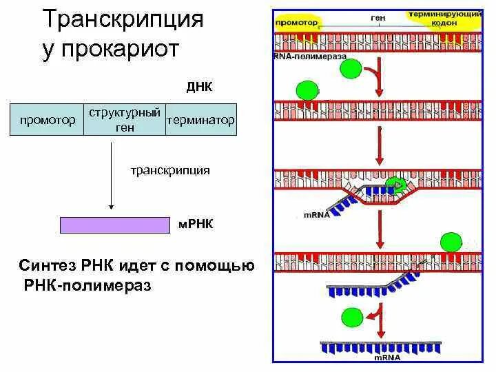 Биосинтез прокариот. Схема процесса транскрипции прокариот. Схема регуляции транскрипции у прокариот. Транскрипция РНК схема. Схема процесса транскрипции эукариот.