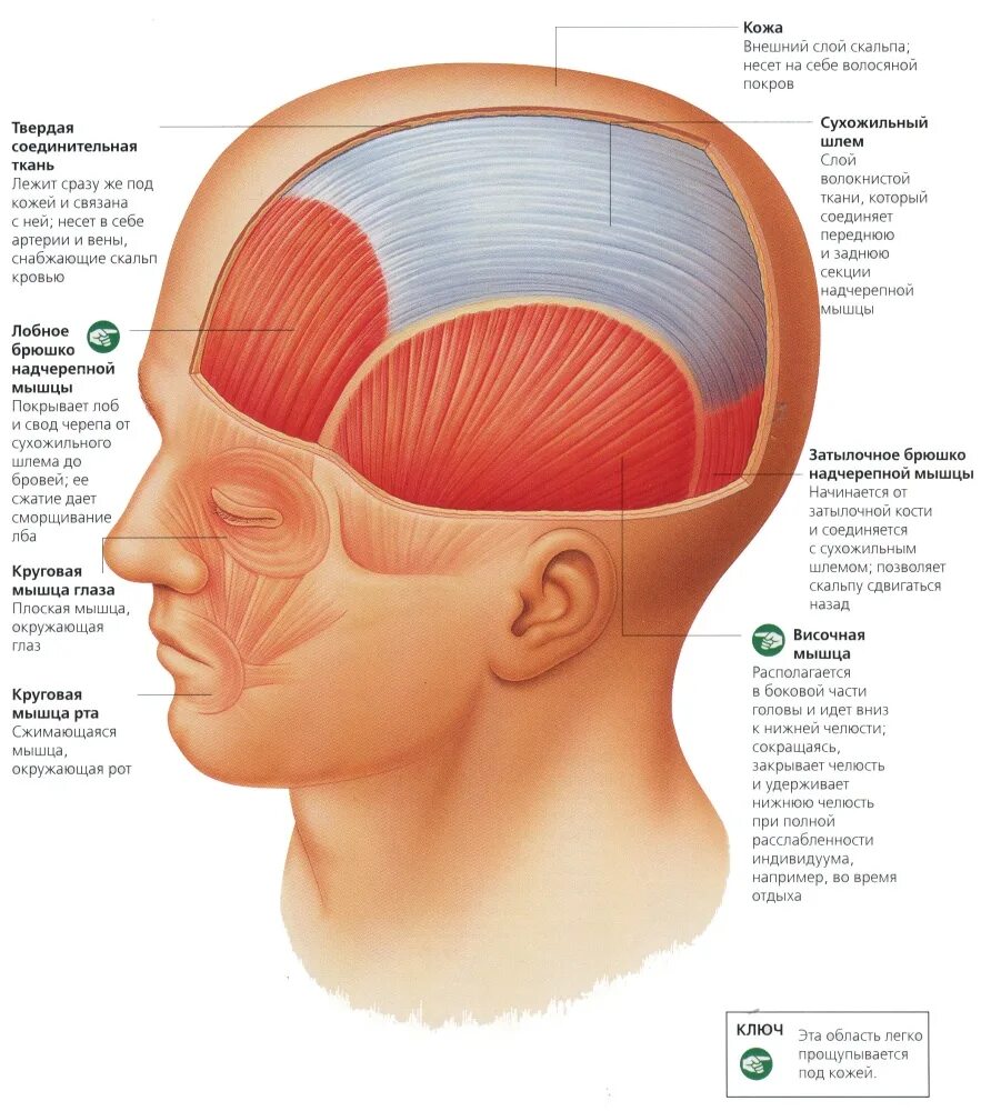 Где у человека лоб. Сухожильный шлем головы анатомия. Сухожильный шлем надчерепной мышцы. Сухожильного шлема, Galea aponeurotica. Скальп человека анатомия головы.