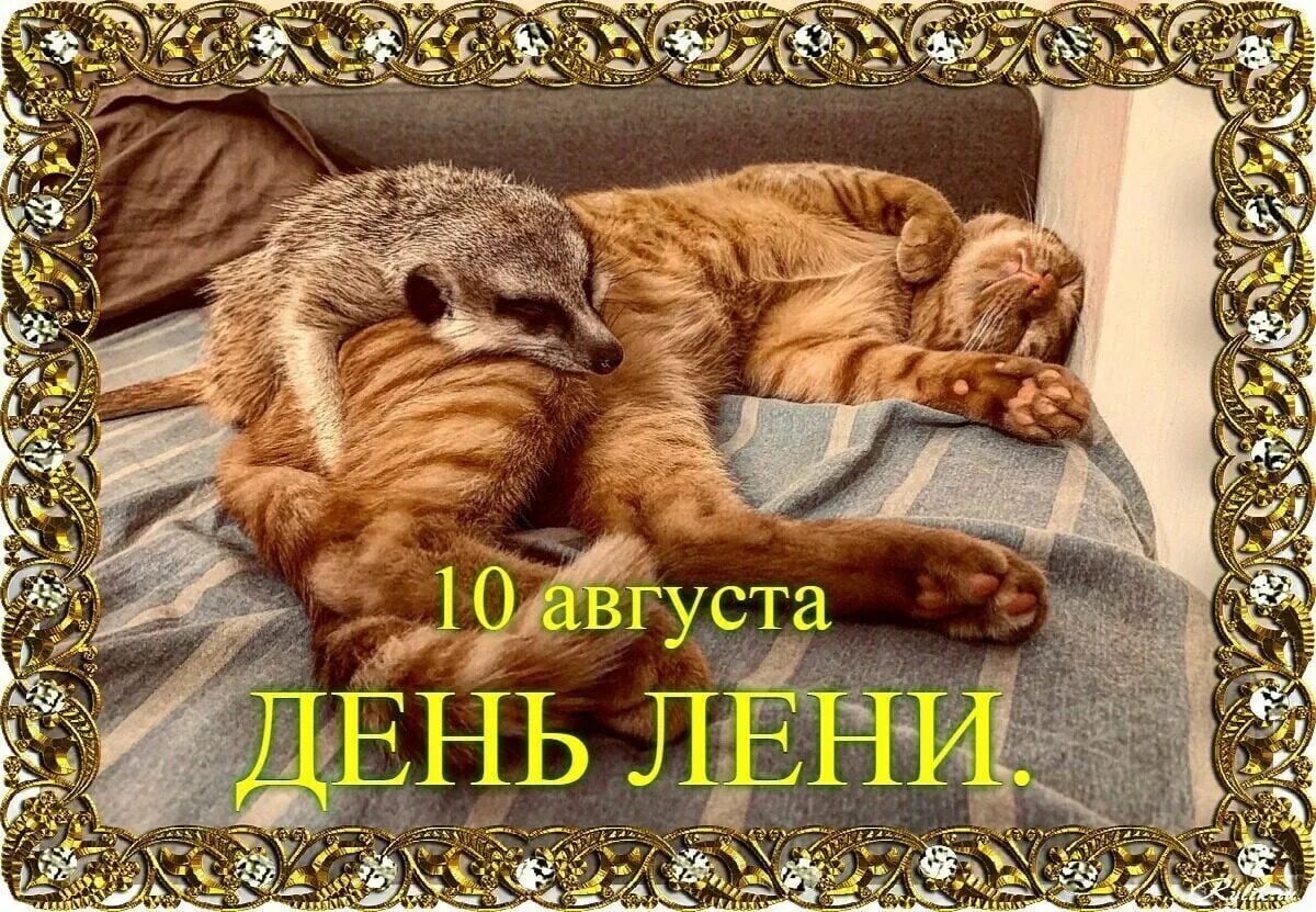 Кот лень. День лени. Кошачая лень. День лени в России. Новое видео лени