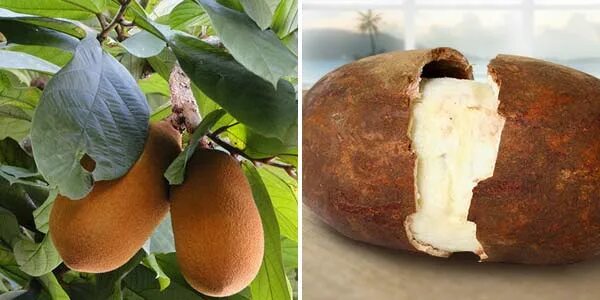 لوکس ترین میوه های جهان +عکس Cupuaçu, Frutas, Belém do pará