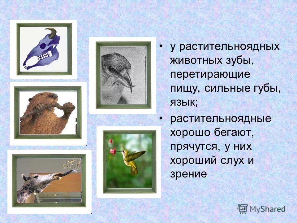 Птицы насекомоядные и растительноядные. Растительноядные птицы. Растительноядные птицы особенности строения. Растительноядные птицы особенности строения. Растительноядные птицы особенности строения.