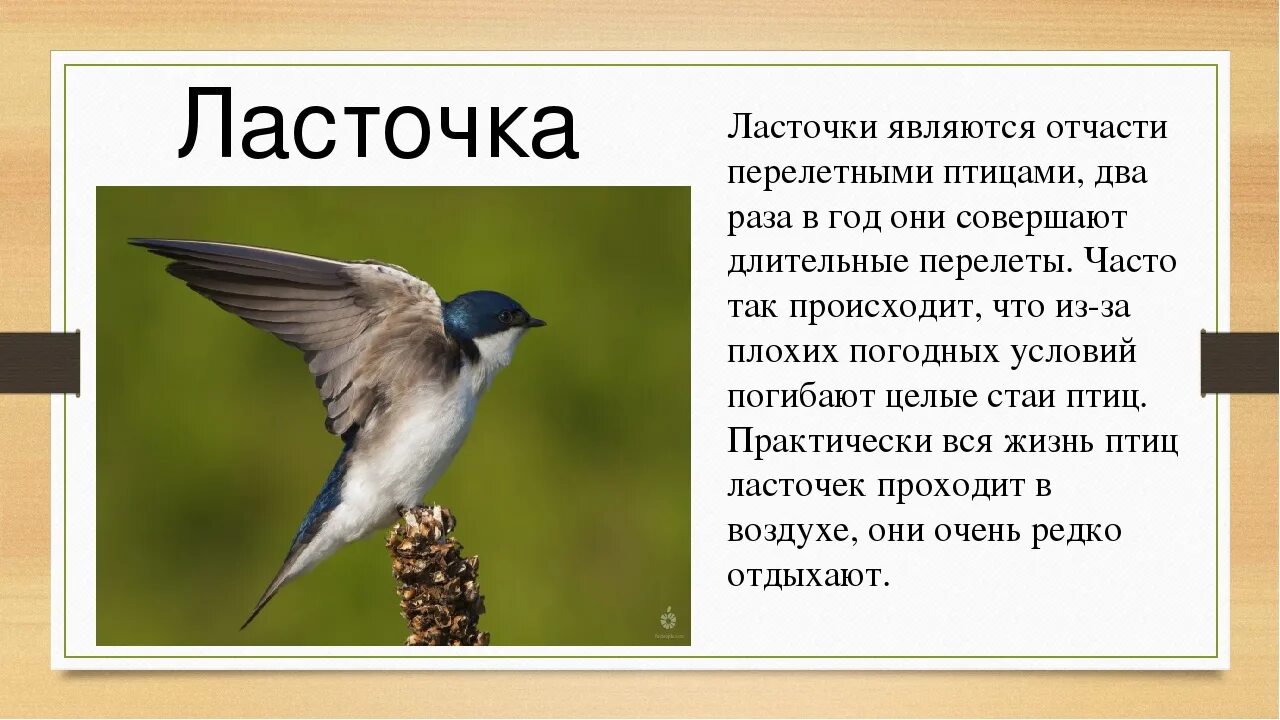 Описание птиц. Сообщение о птицах. Рассказ о перелетных птицах. Доклад про ласточку.