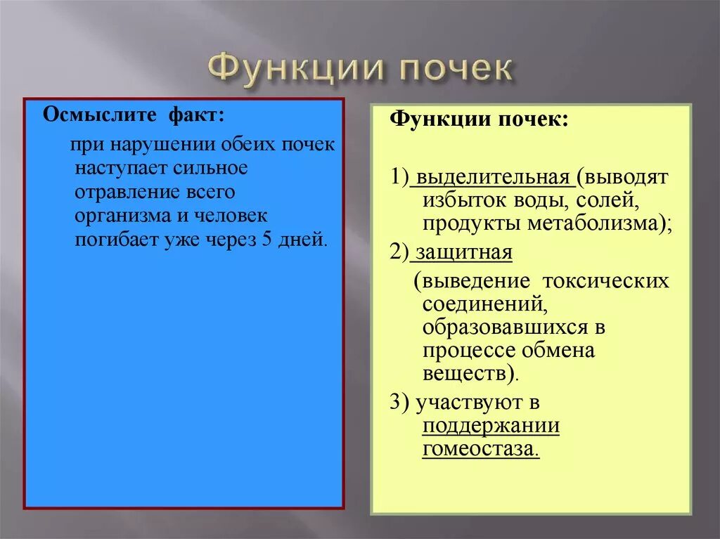 Какую функцию выполняют почки у человека. Перечислите функции почек. Какие функции выполняет почка. Функции почек в организме человека. Почки выполняют следующую функцию.