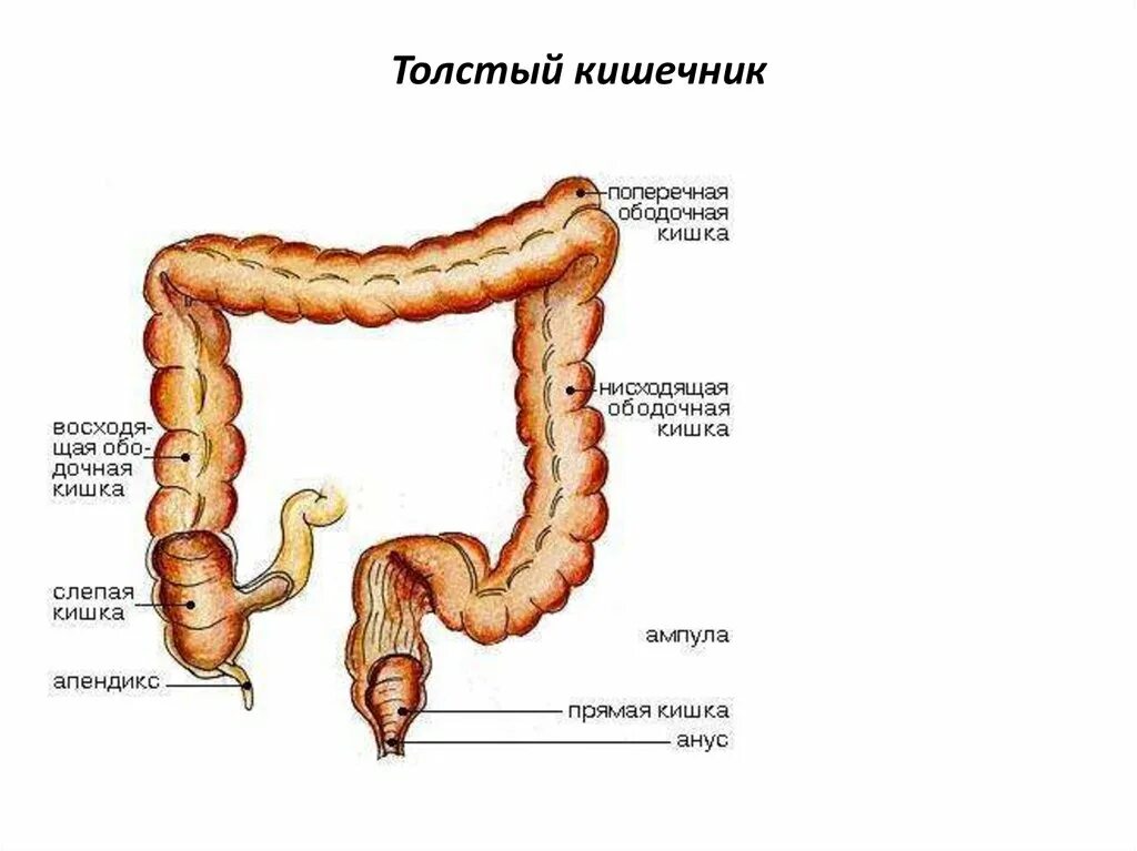 Строение кишечника картинки. Схема строения толстой кишки. Строение Толстого кишечника человека схема. Отделы Толстого кишечника человека схема расположения. Отделы Толстого кишечника анатомия.