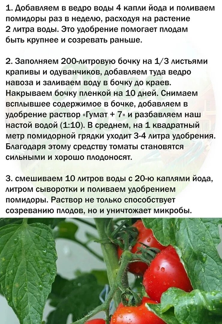 Глицин для подкормки томатов