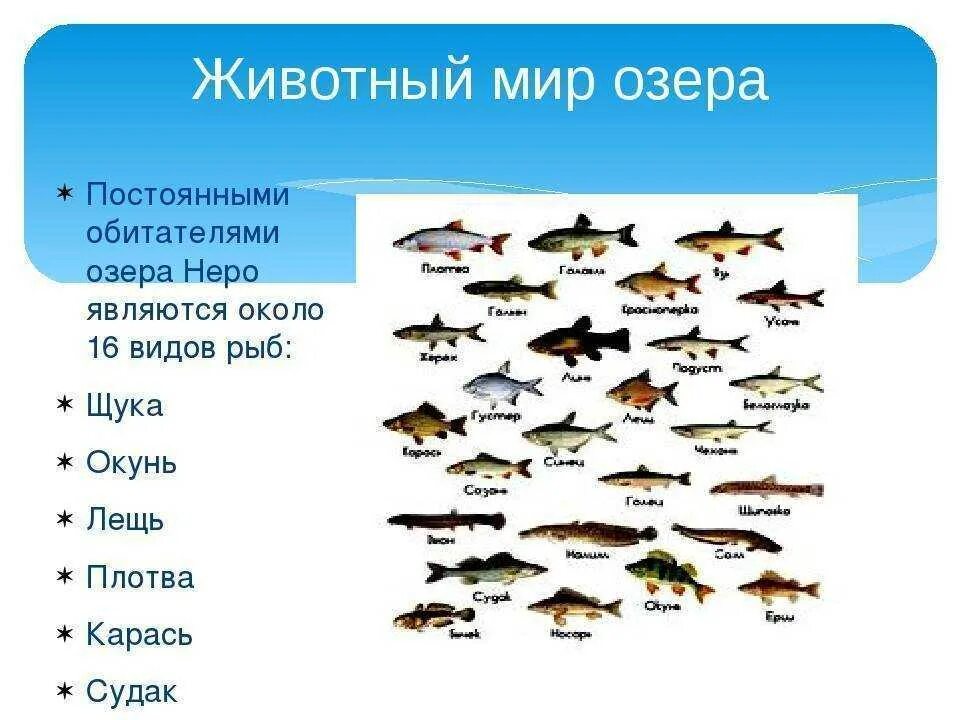 Кто водится в озерах. Животный мир озера Неро. Речные обитатели. Виды рыб. Рыбы список.