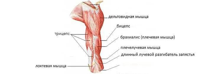 К чему крепится бицепс. Строение мышц трицепс мышцы. Трицепс трехглавая мышца. Рука мышцы анатомия трицепс. Бицепс и трицепс это мышцы.