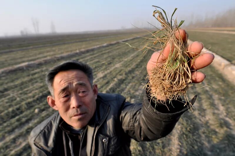 Урожайность азии. Засуха в Китае. Засуха в Китае 2010. Китай культуры сельхоз. Плохой урожай.