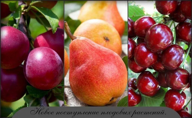 Саженцы деревьев ягодное. Плодово-ягодные деревья. саженцы плодовых. плодовые культуры. плодово-ягодные культуры.