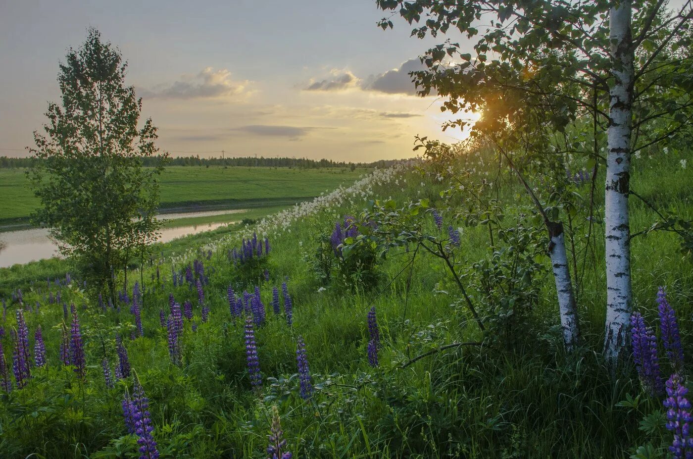 «Природа родного края. Тайга».Хакасии. Красота родного края. Природа родной земли. Родная земля.