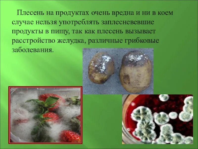 Где растет плесень. Плесневые грибы на еде. плесень презентация. презентации на тему плесень\. плесневые грибы условия жизни.