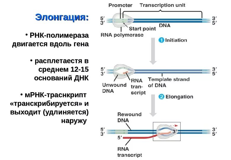 Элонгация транскрипции. Элонгация транскрипции РНК полимеразы 2. Транскрипция РНК полимераза. Элонгация матричной РНК. Элонгация транскрипции РНК транскрипция.