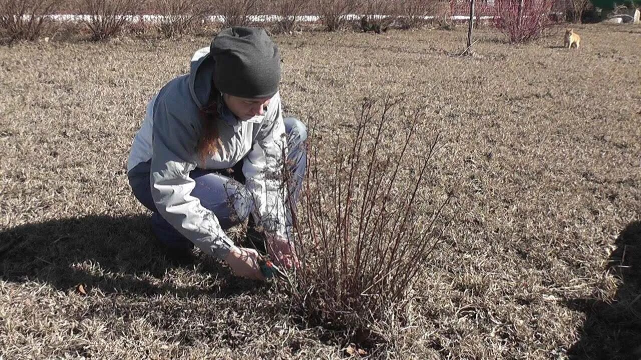 Обрезать ли спирею. Спирея японская обрезка весной. Весенняя обрезка спиреи японской. Стрижка кустарников весной. Спирея японская стрижка весной.