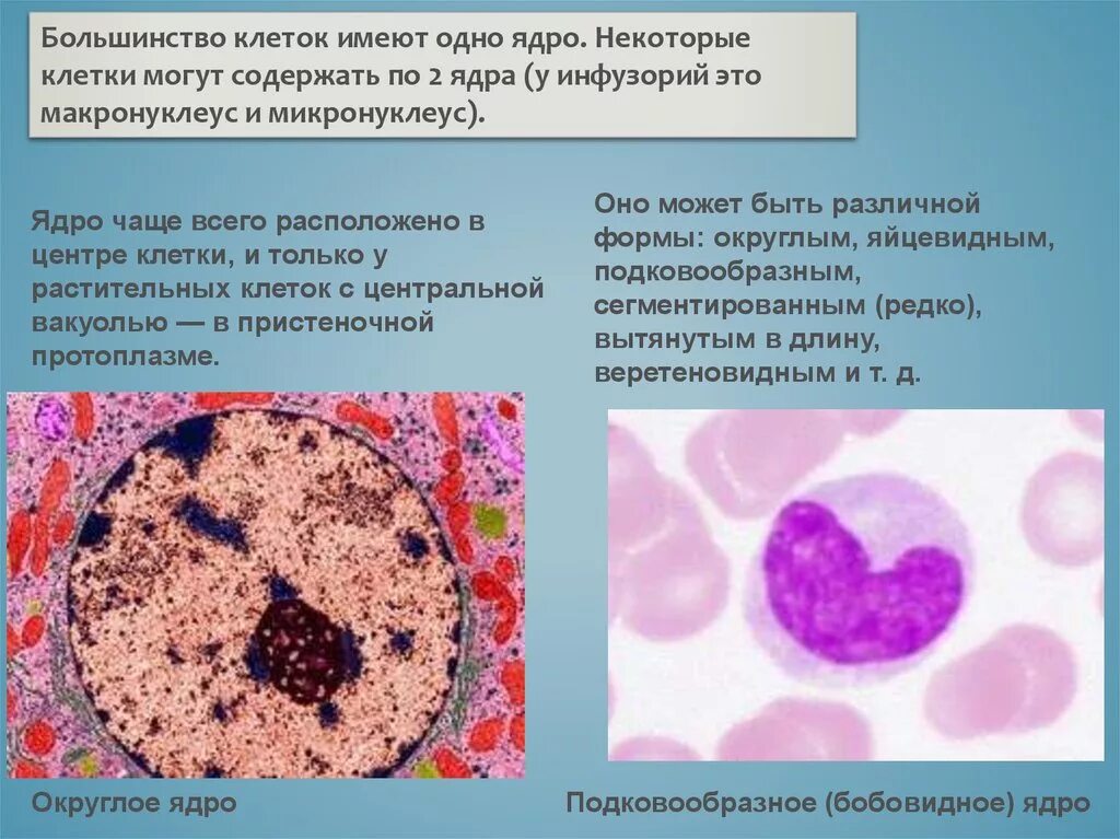 В любой клетке имеется. Формы ядра. Клетка с бобовидным ядром. Сегментированная форма ядра. Клетки с сегментированной формой ядра.