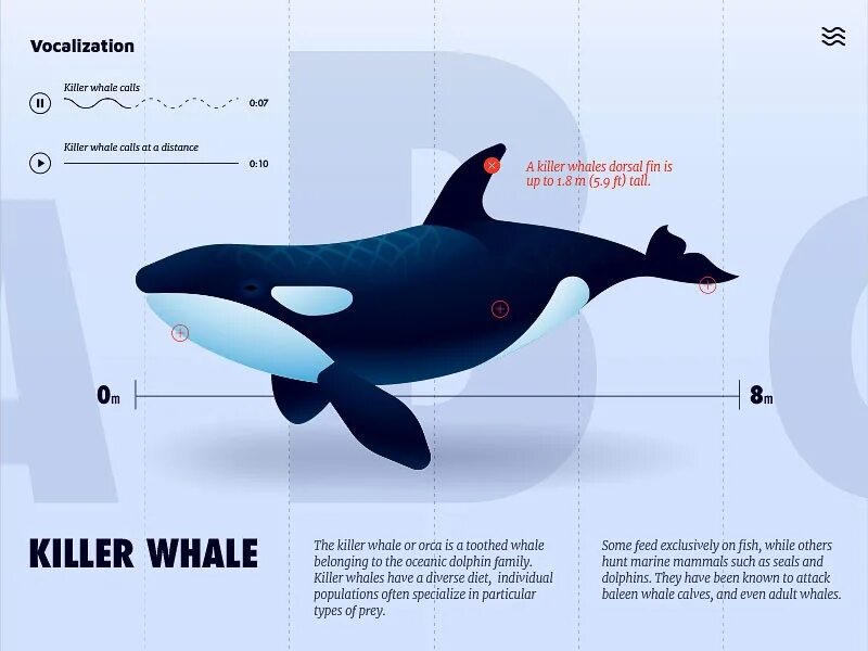 Whale перевод на русский. Killer Whale перевод. Киты украшение cgthtlb c ,JRE B cdth[e. Оформление драм кита. Кит оформление документов.