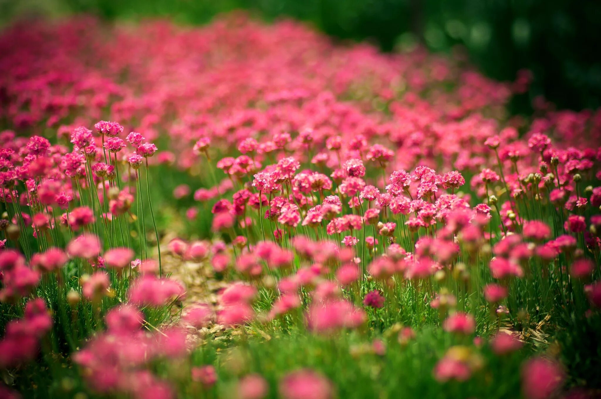 Flower nature. Розовые полевые цветы. Картинки на рабочий стол летние цветы. Мелкие розовые цветочки. Розовый цвет в природе.