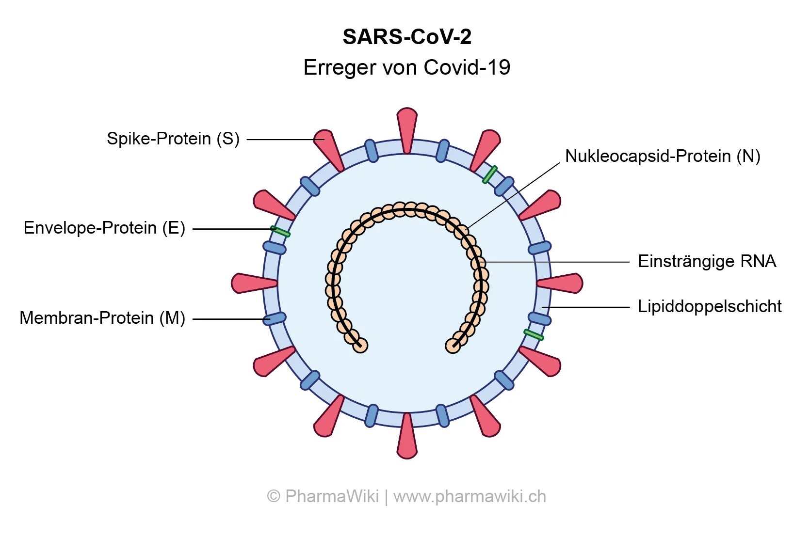 Ковид 19 в мире. Структура коронавируса Covid 19. Строение вируса коронавируса Covid 19. Структура вируса коронавируса. Структура вируса ковид 19.