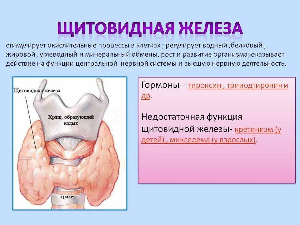 В какую систему входит щитовидная железа