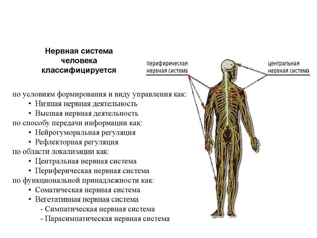 Какие органы относятся к центральной нервной системе. Нервная система человека. Центральная нервная система. Периферическая нервная система. Центральная нервная система человека схема.