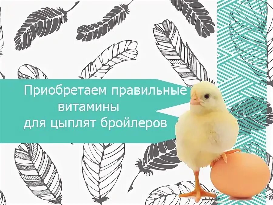 Суточные цыплята для кошек. Белково-витаминно-минеральный концентрат "ккб для бройлеров", 0,8 кг. Молодняк птицы витамины. Витамины для цыплят. Пробиотик для кур.