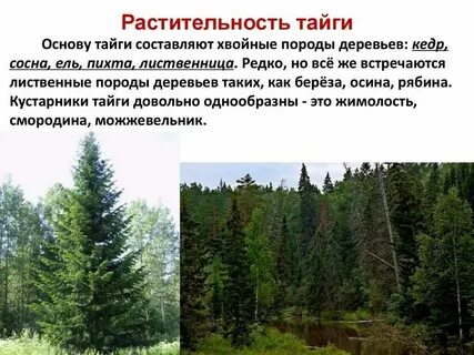 В какой природной зоне преобладают хвойные