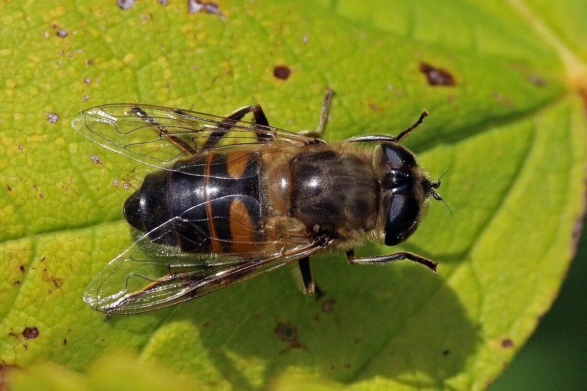 Пчеловидная муха. Ильница цепкая eristalis tenax. Муха журчалка пчеловидка. Муха пчеловидка фото. Муха ильница пчеловидка.