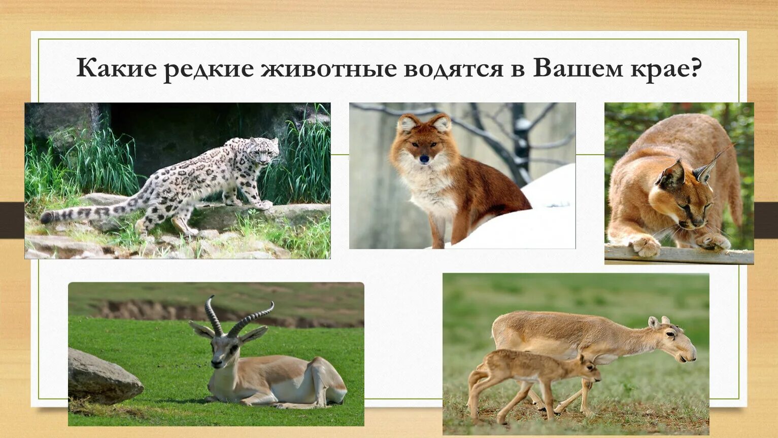 Какие дикие животные обитают в твоем регионе. Какие животные обитают в городе. Какие животные обитают в Татарстане. Какие животные водятся в Крпым. Какие редкие животные обитают в Свободном.