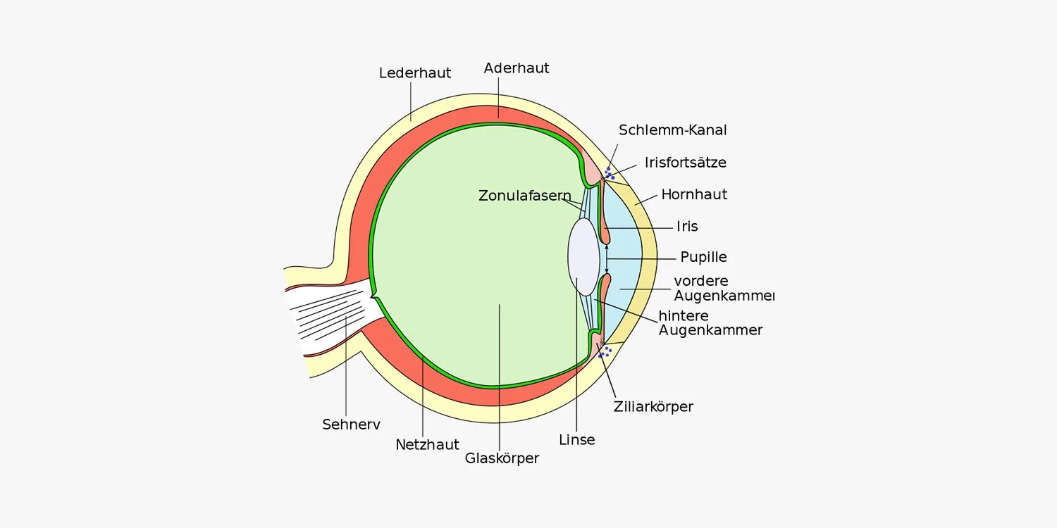 Задний полюс глаза. Строение глазного яблока анатомия. Строение глаза глазная камера. Строение человеческого глаза. Шлеммов канал глазного яблока.