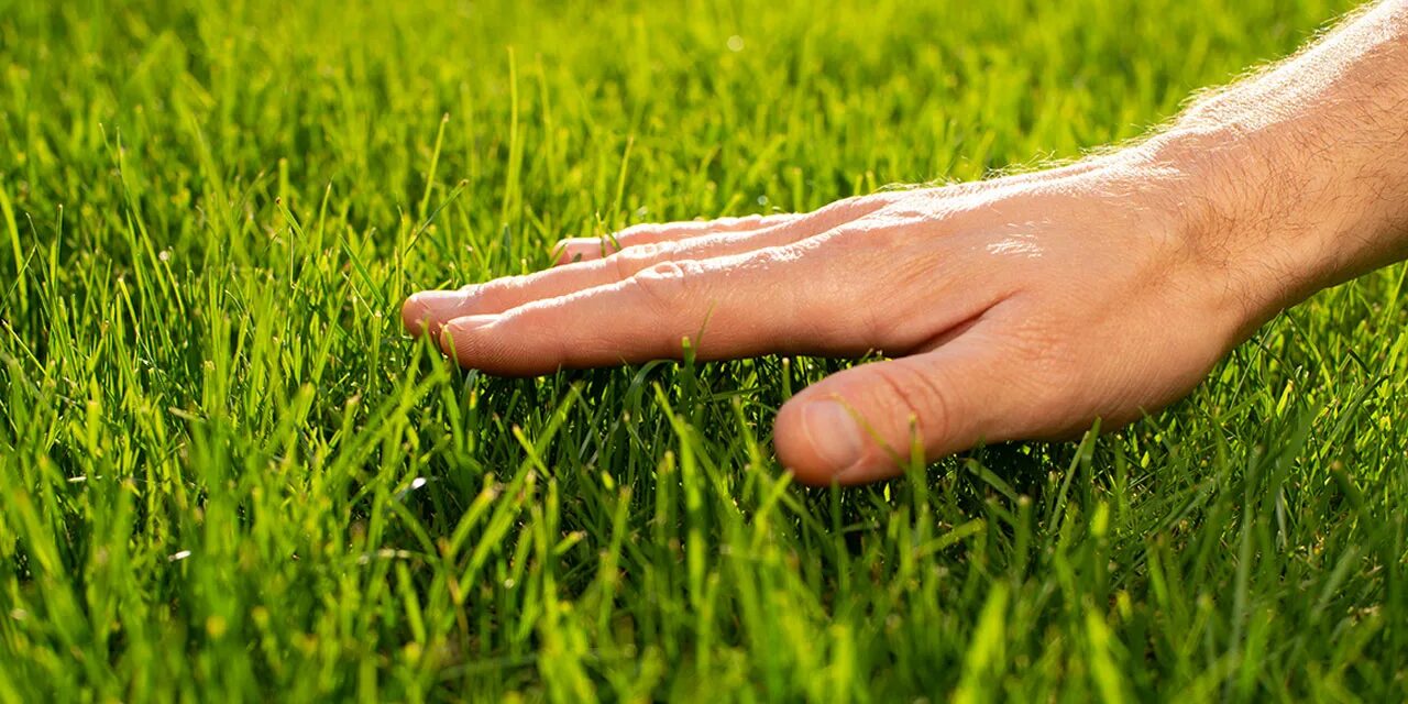 О какой траве идет речь. Трогать траву. Touch grass. Go Touch grass. Потрогай траву.