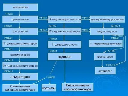 Стероидогенез