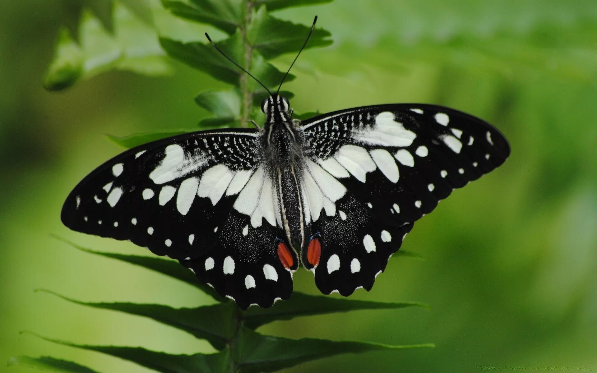 Бабочка черный глянец. Бабочка Чернушка эфиопка. Бабочка Баттерфляй Блэк. Бабочка черная с белыми пятнами. Бабочка черно белая.