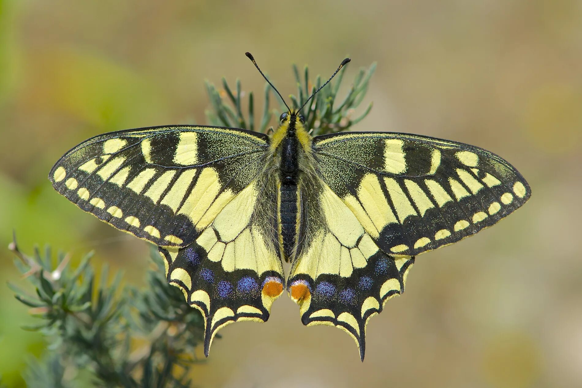 Бабочка махаон описание. Papilio Machaon. Махаон Северная Осетия. Махаон бабочка Махаон. Салатовый Махаон.