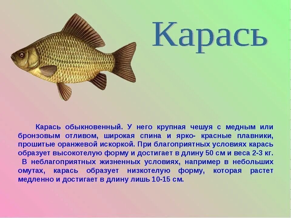 Рассказ о карасе 3 класс. Описание рыбы. Карась описание. Сообщение о карасе.