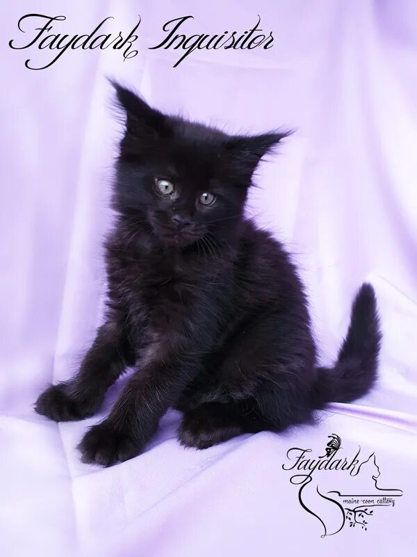Черный котенок Мейн куна в 3 месяца. Помет Мейн кунов. Котята Мейн-кун 3недели чёрные. Котята Мейн-кун 1.5 месяца черные. Кличка кота мейн