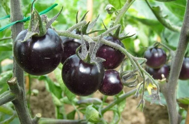 How to tell when Indigo Rose Tomatoes are ripe. - YouTube Rose