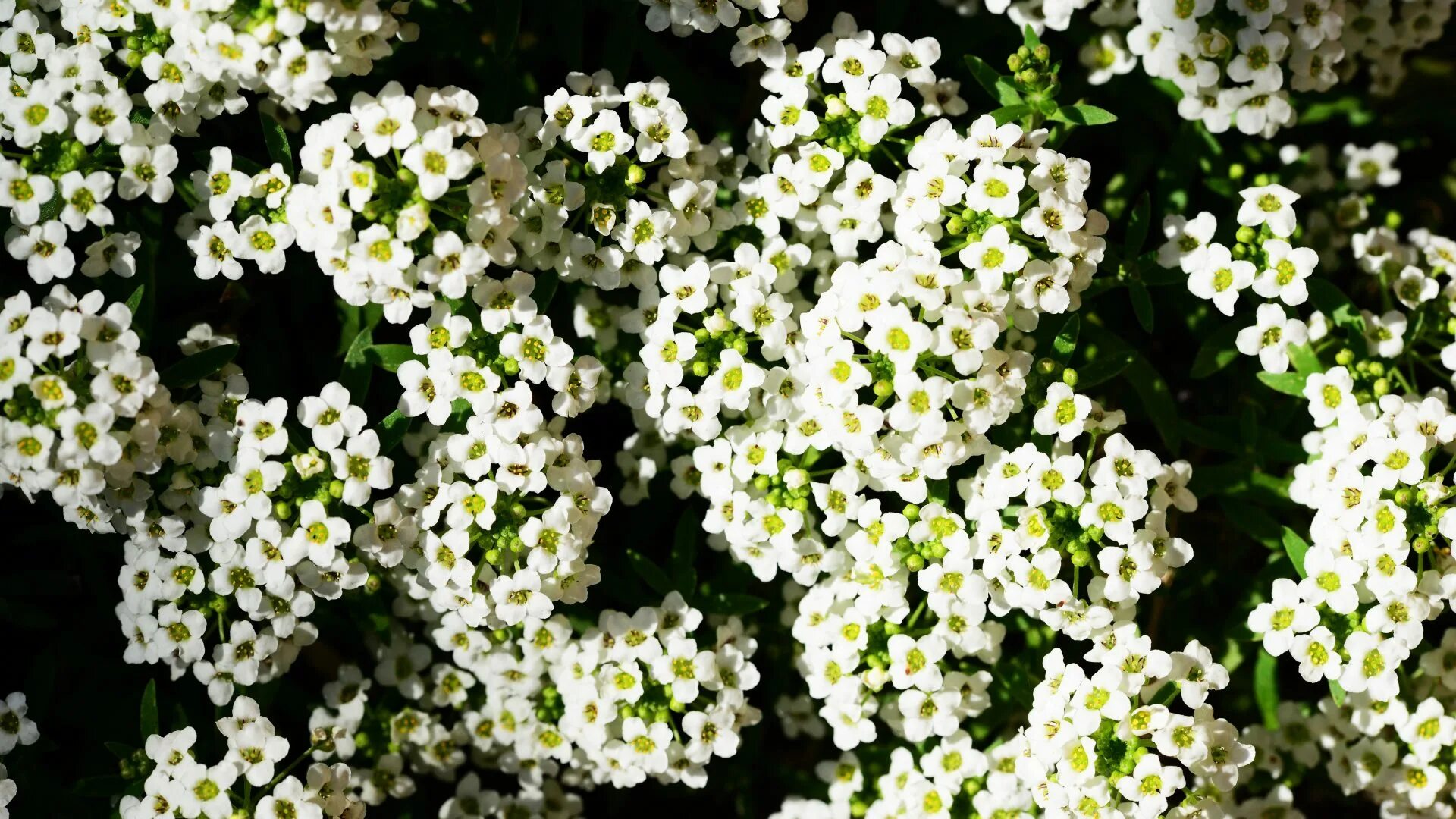 Алисум фото. Лобулярия морская. Алиссум Lobularia maritima. Алиссум белый. Алиссум тайни тим.