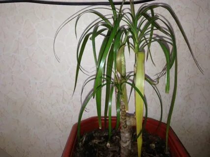 У драцены опустились листья что делать