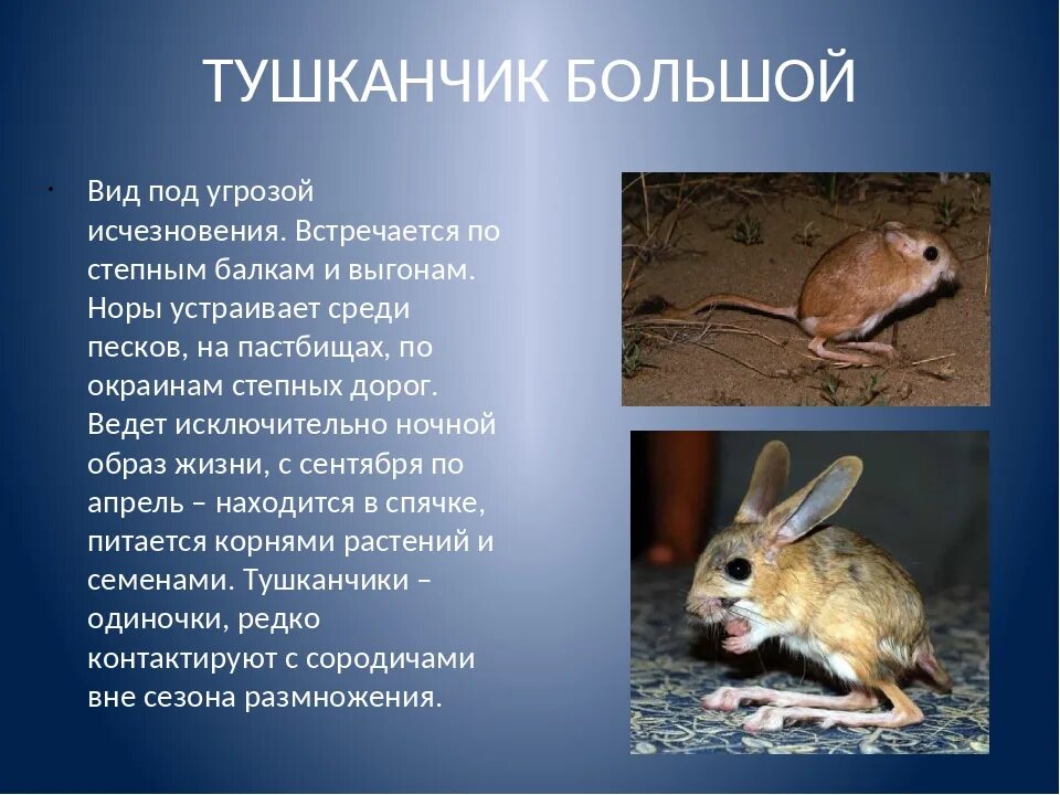 Тушканчик сообщение 4. Тушканчик большой красная книга курской области. большой тушканчик земляной заяц красная книга тюменской области. тушканчик большой красная книга белгородской области. большой тушканчик красная книга тамбовской области.