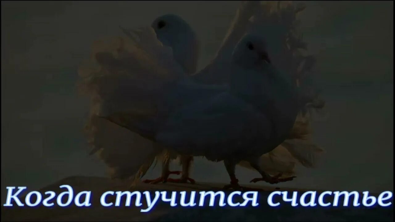 Когда стучится счастье птицей в дом. Группа сентябрь когда стучится счастье. когда стучится счастье белой птицей в дом. песня когда стучится счастье белой птицей в дом. группа сентябрь когда стучится счастье белой птицей в дом.