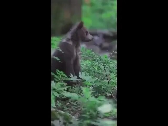 Жители лесов всегда были меткими
