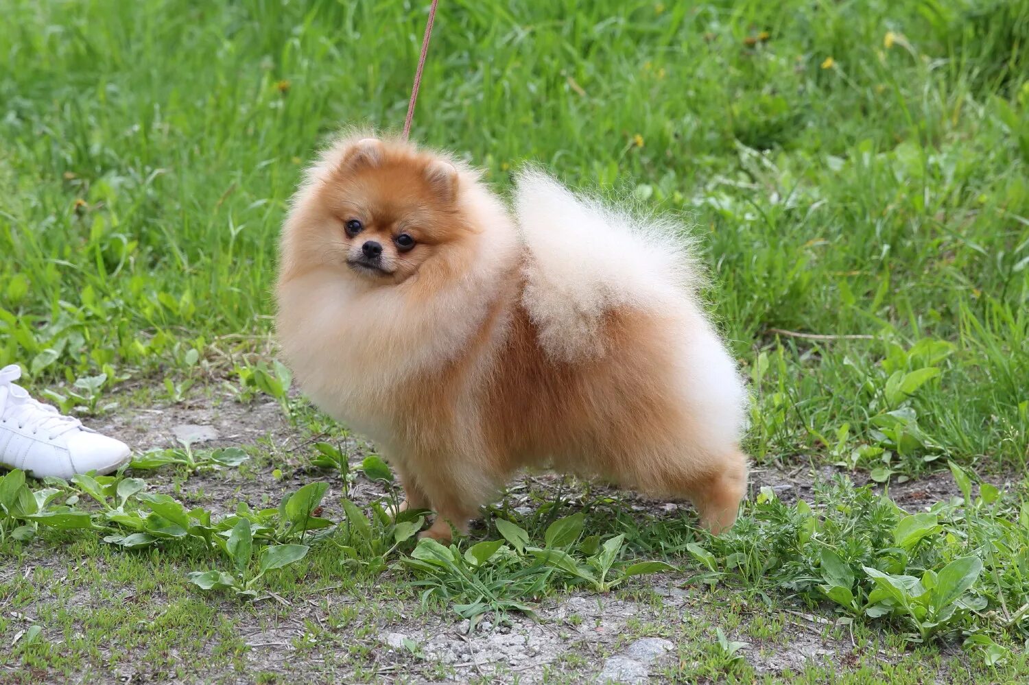 шпиц немецкий малый. лай шпица. померанский шпиц сердитый. шиночки померанский шпиц. шпиц ждет хозяйку.