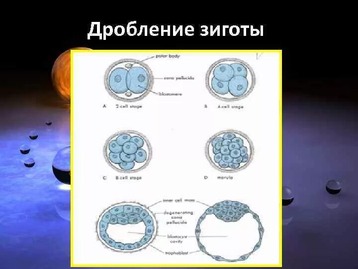 3 признаки зиготы. Дробление зиготы. Образов зиготы и дробление. Скорость дробления зиготы определяется. Дробление зиготы по суткам.