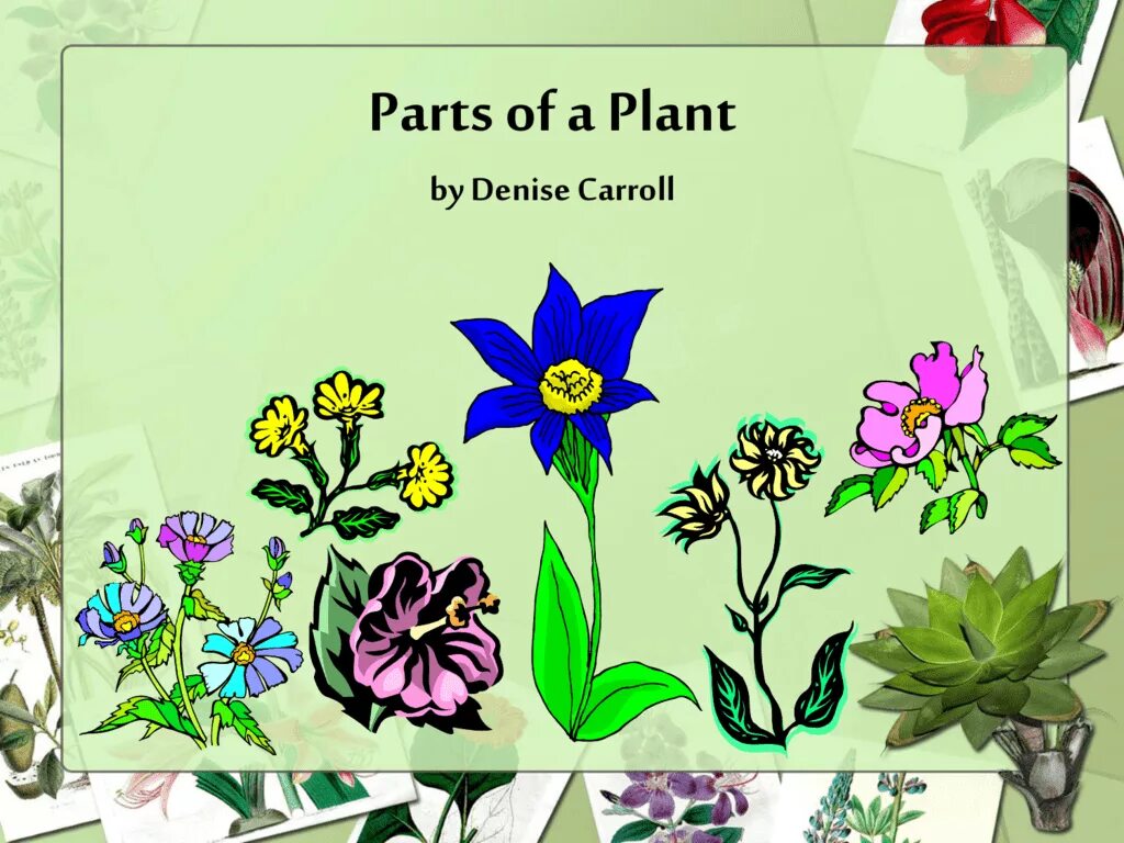 Plant Life Cycle. Parts of a Plant. Растения на английском. Flower Life Cycle. Plant cycle
