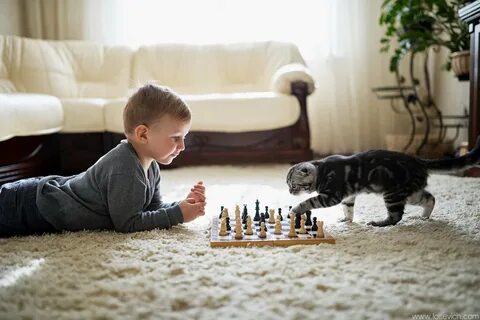Люди играют с котами