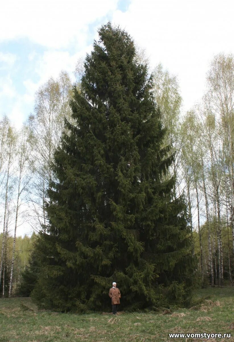 гигантская ель. парки калифорния секвойя. громадные ели. громадные ели. ель европейская дерево.