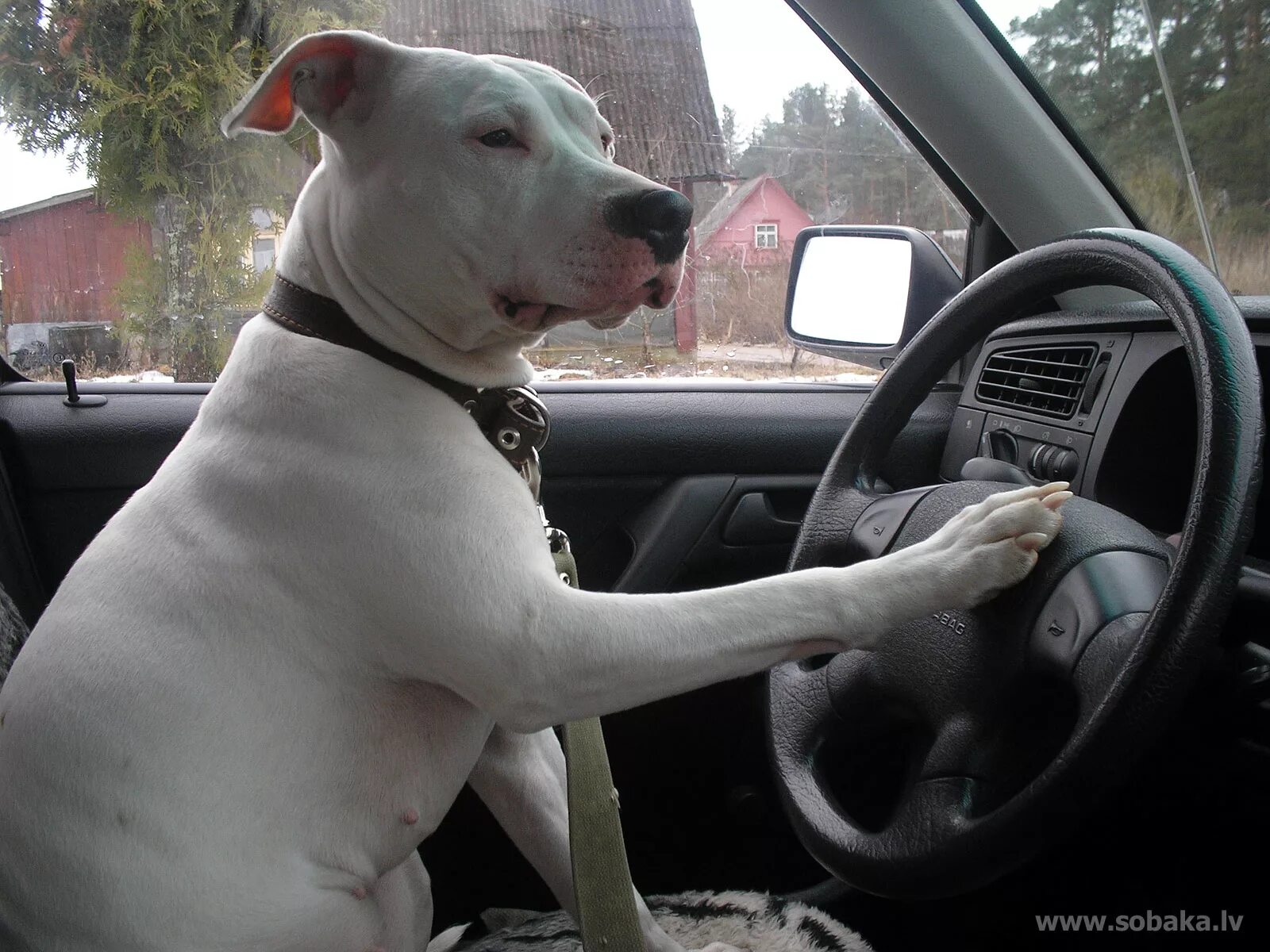 Стаффордширский терьер эстетика. Амереканский сьарфпрштрский тербер. Питбуль в машине. Американский стаффордширский терьер и питбуль. Стаффордширский терьер лиловый.