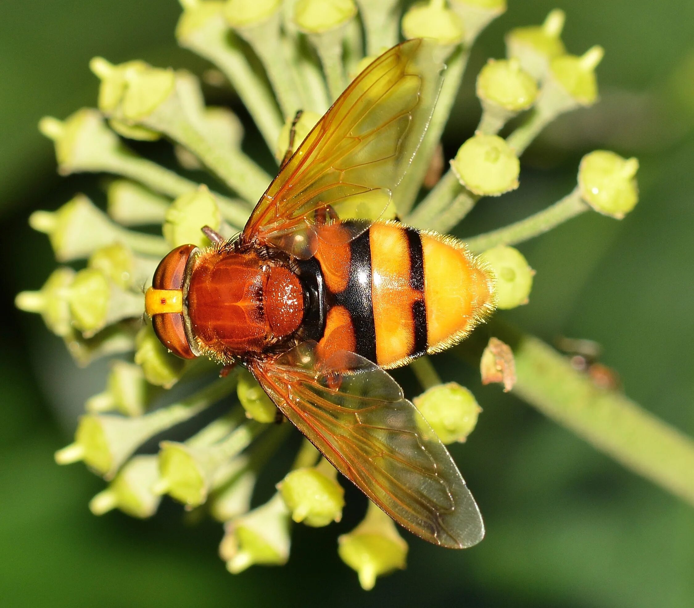 Пчелы и другие насекомые. Муха Volucella Zonaria. Перепончатокрылые Шершень. Пчела Оса Шершень. Муха Шершень.